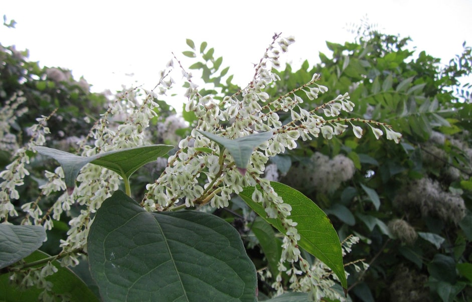 Should I buy a home with Japanese knotweed in the garden?